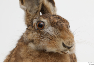 Hare  1 head 0001.jpg